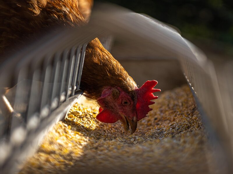 Feed Additives