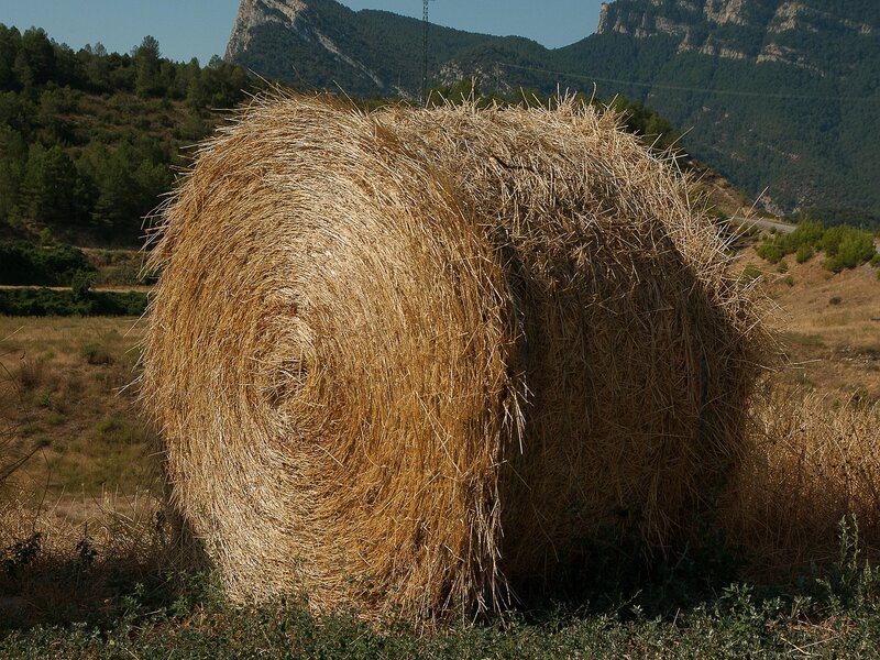 Feed Additives