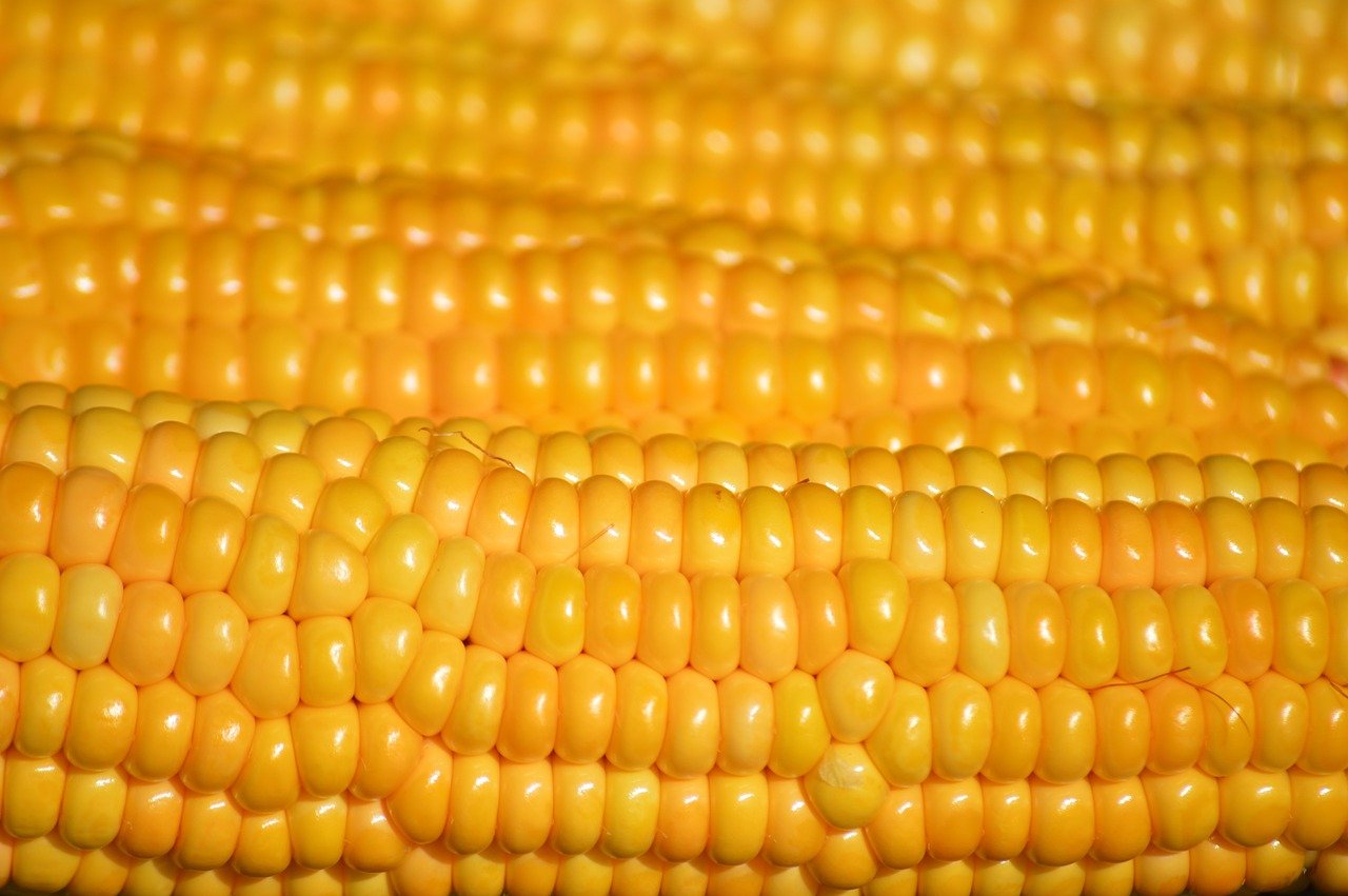 Grain Supply & Trading