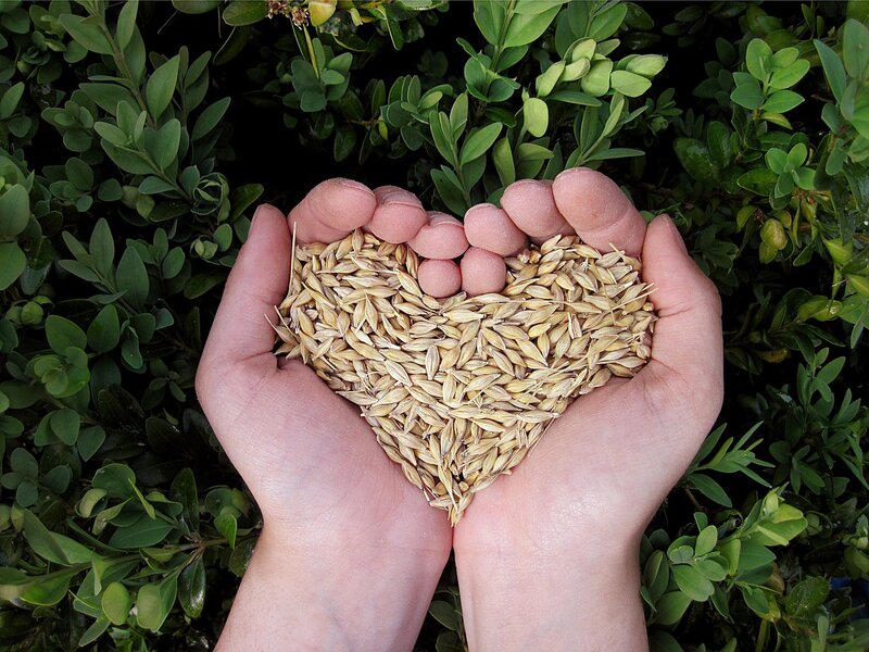 Grain Supply & Trading