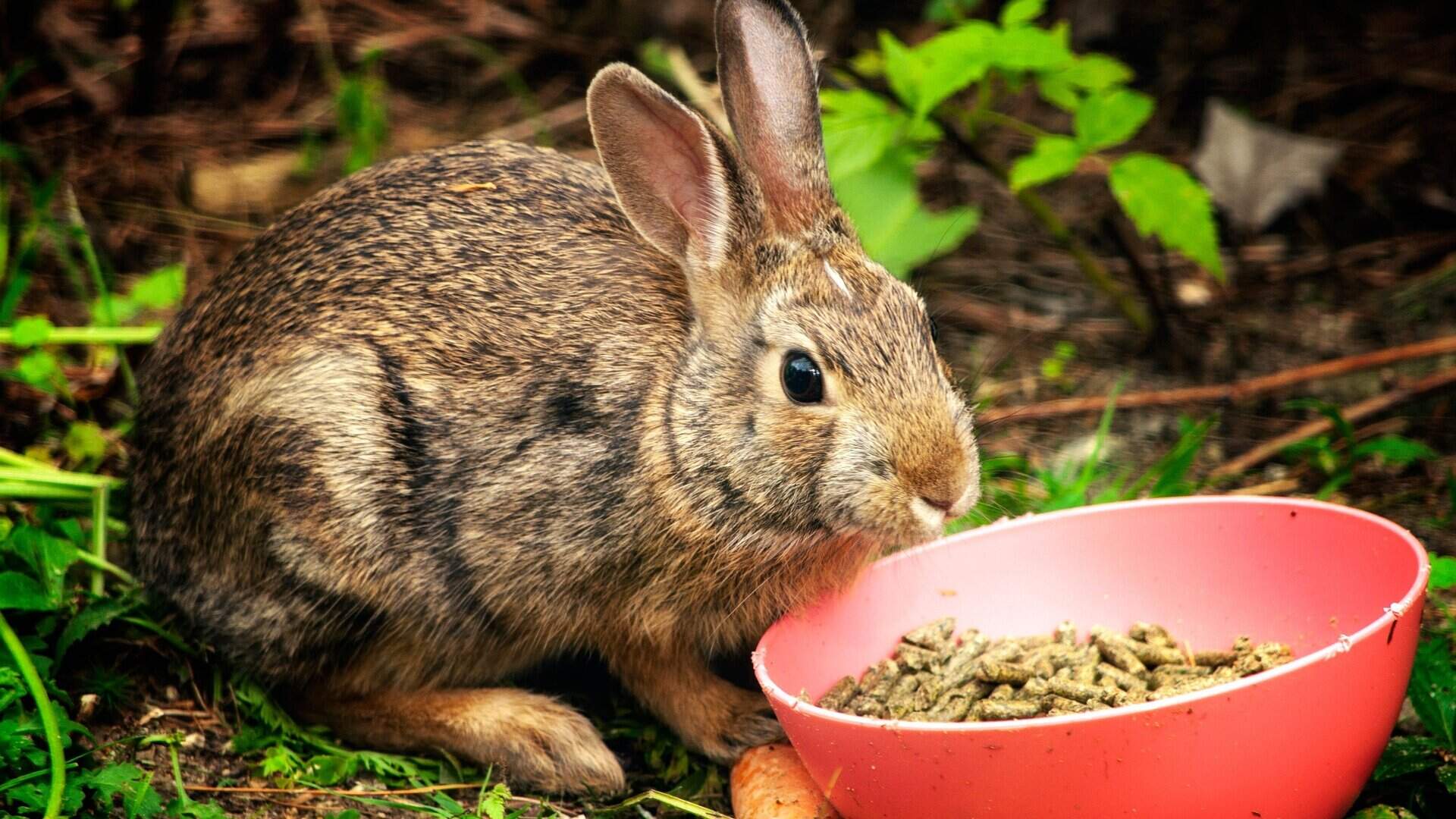 Veterinary Services