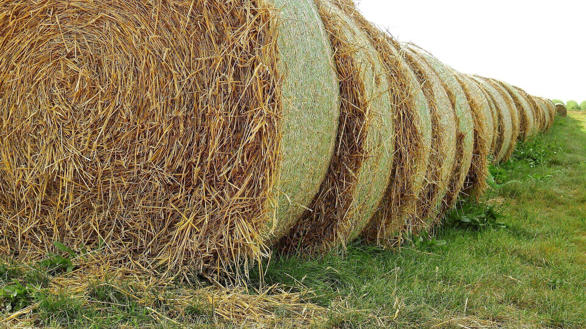Feed Additives