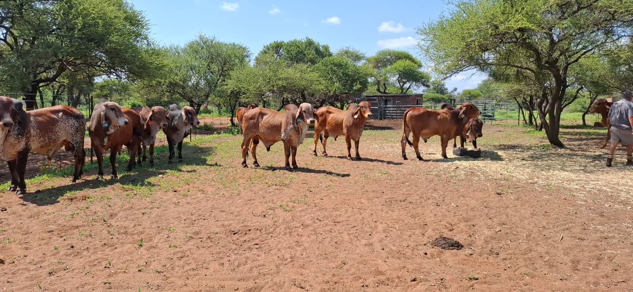 Livestock Services