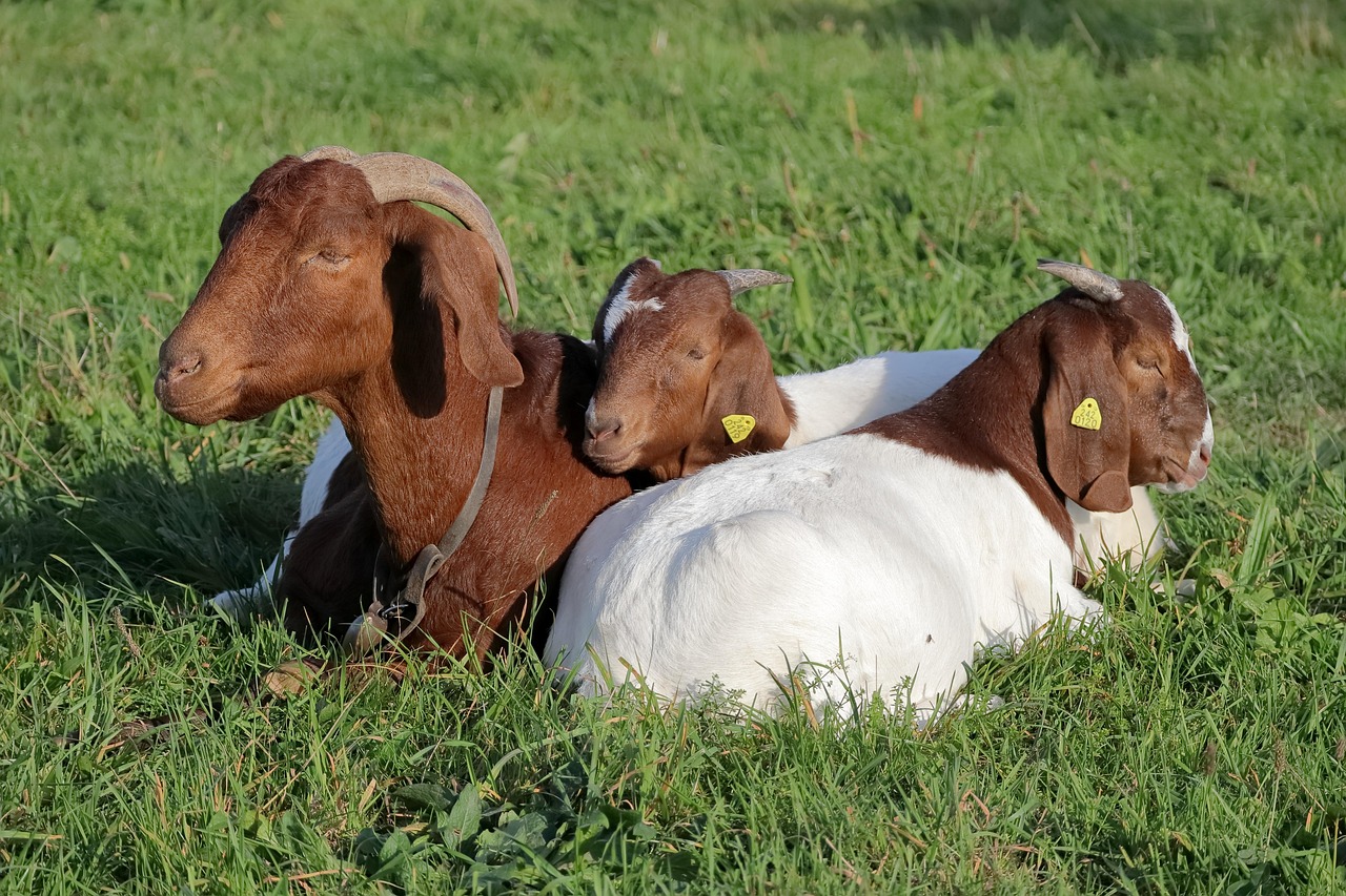 Livestock Sourcing & Systems