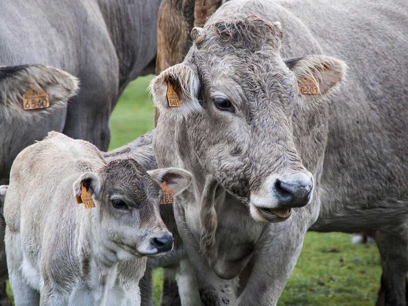 Livestock Sourcing & Systems