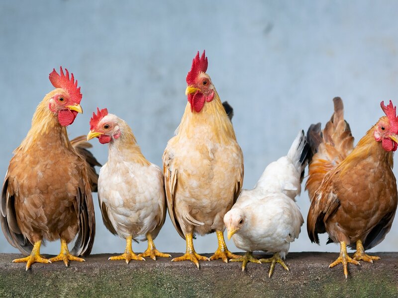 Livestock Sourcing & Systems