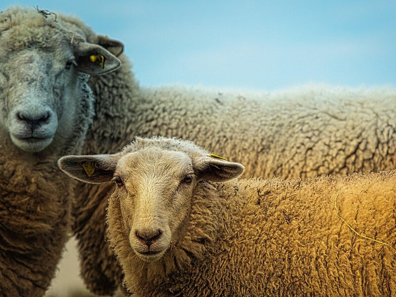 Livestock Sourcing & Systems