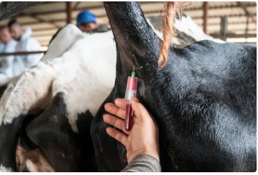 Veterinary Services